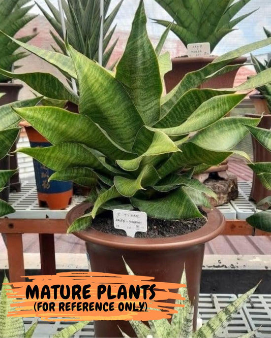 Sansevieria Tidar (Ha4) (4) | Hybrid Snake Plant