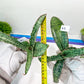 Sansevieria Cleopatra (H20) | Select Your Unique Exotic Plant