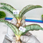 Sansevieria Cleopatra (H20) | Select Your Unique Exotic Plant