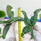 Sansevieria Cleopatra (H20) | Select Your Unique Exotic Plant