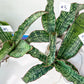 Sansevieria Cleopatra (H20) | Select Your Unique Exotic Plant