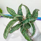 Sansevieria Cleopatra (H20) | Select Your Unique Exotic Plant