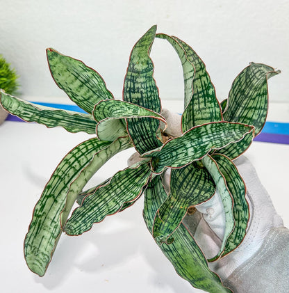 Sansevieria Cleopatra | Select Your Unique Exotic Plant