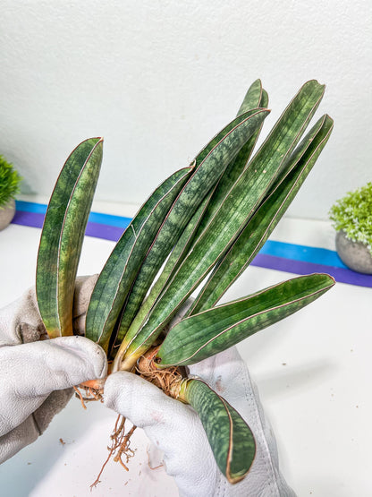Sansevieria Baseball Bat (#E3) | CImported Plants | Rare Hybrid Species