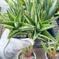 Sansevieria Snow Flake (#RA2) | Reveal a Hidden Botanical Gem | 2" Pot