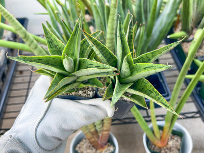 Sansevieria Snow Flake (#RA2) | Imported Plants | Rare Hybrid Species