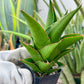 Sansaveria Tower (#RA12) | Imported Snake plant | 2" Pot | Cactus