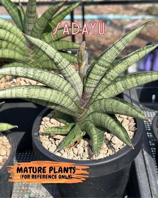 Sansevieria Sadayu (#A2) | Unearth a Unique and Uncommon Plant