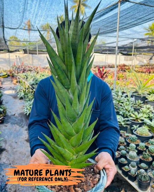 Sansevieria RockMan XL (#B1) | Rare Hybrid Species