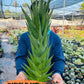 Sansevieria RockMan (#RA8) | Unlock the Secrets of Rare Flora | 2" Pot