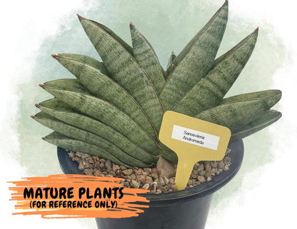 Sansevieria Andromeda (ca5) (1) | Rare Import