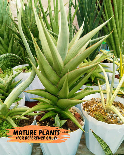 Sansevieria Bai Bid (xl3) (1) | Imported Plant