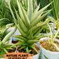 Sansevieria Bai Bid (#RA20) | Rare Hybrid Species
