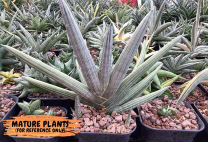 Sansevieria Silver PINK (yg) (11) | Imported Plant