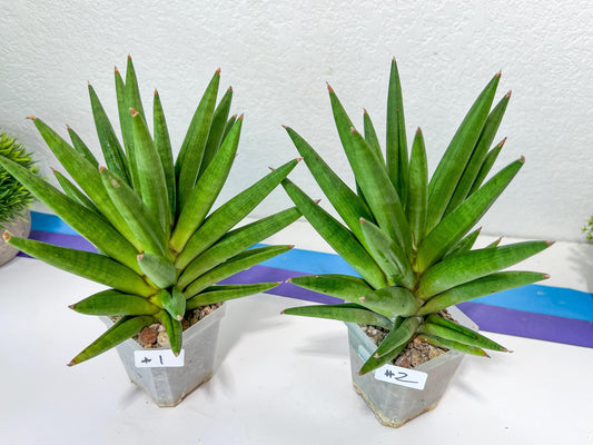 Sansevieria Repeta (C6) | Imported Plants | Rare Hybrid Species