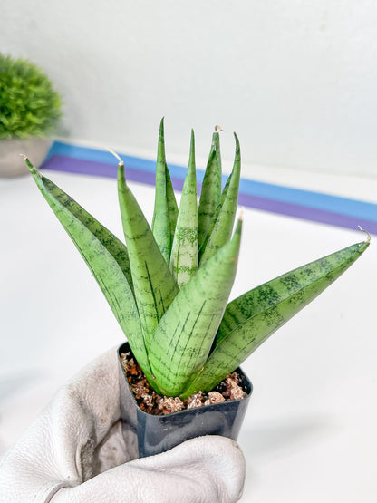 Sansevieria Nakhon luang (#PH21) | Imported Plants | Rare Hybrid Species