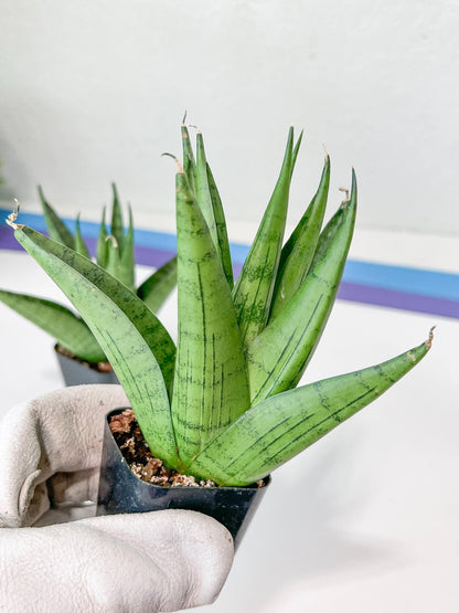 Sansevieria Nakhon luang (#PH21) | Imported Plants | Rare Hybrid Species