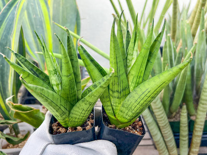Sansevieria Nakhon luang (#PH21) | Imported Plants | Rare Hybrid Species
