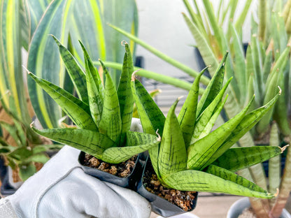 Sansevieria Nakhon luang (#PH21) | Imported Plants | Rare Hybrid Species
