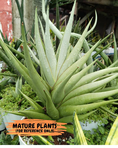 Sansevieria Chao Praya (PH26) | Rare Imported Hybrids