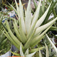 Sansevieria Chao Praya (PH26) | Rare Imported Hybrids