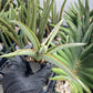 Sansevieria Chao Praya (PH26) | Seek Out a Truly Extraordinary Plant | 2' Pot