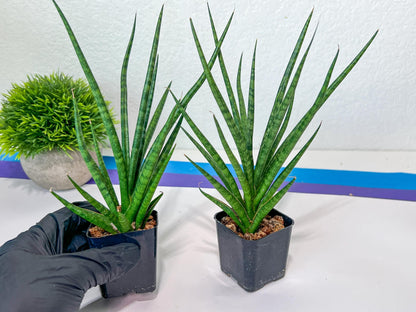 Sansevieria Blue Torch (PH17) | Imported Plants | Rare Hybrid Species