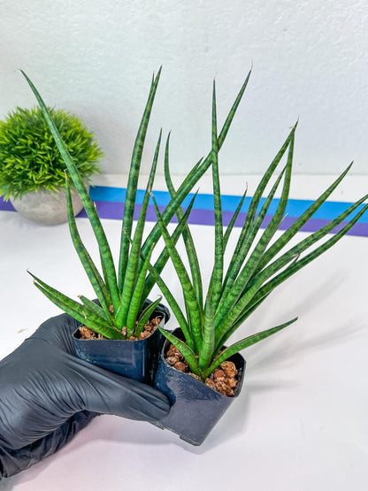 Sansevieria Blue Torch (PH17) | Imported Plants | Rare Hybrid Species
