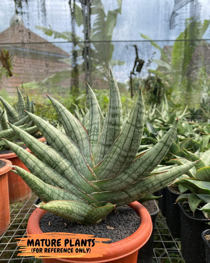 Sansevieria Spartagus (H8) | Discover a One-of-a-Kind Plant | 2" Pot