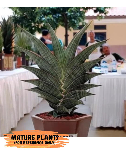 Sansevieria Ao77 (Ha25) (b) | Very Hard to Import
