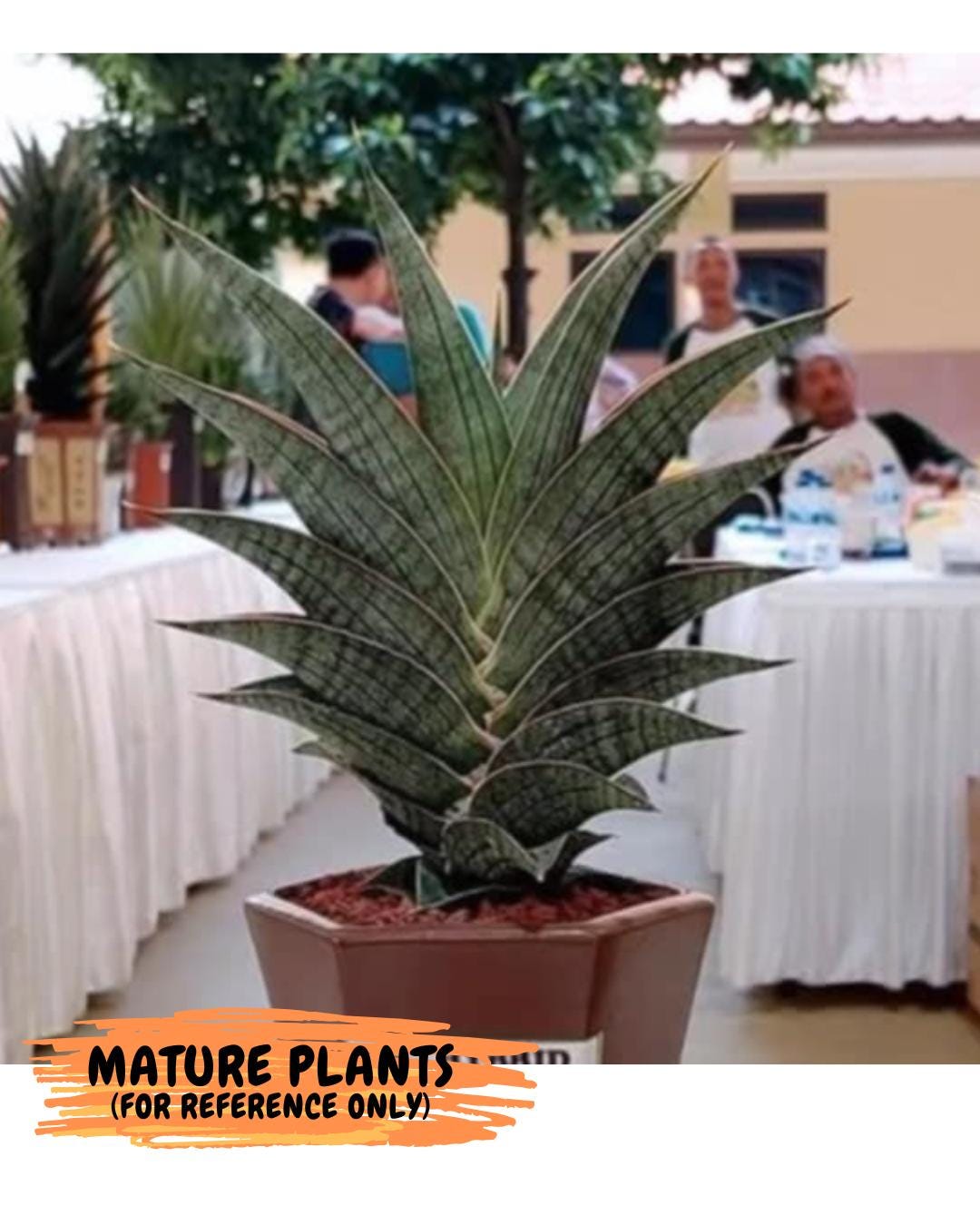 Sansevieria Hybrid Ao77 (H21) | Very Hard to Import