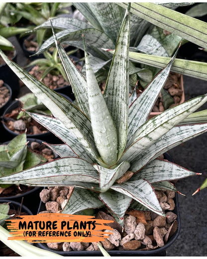 Sansevieria Shana Spin (cj2) (10) | Rare Hybrids