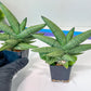 Sansevieria Rookie (#AC21) | Imported Hybrids | 2" Pots