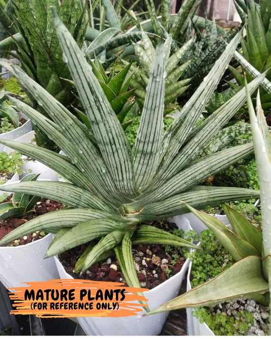 Sansevieria Rookie (#AC21) | Pick Your Rare Botanical Treasure