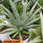 Sansevieria Rookie (#AC21) | Imported Hybrids | 2" Pots