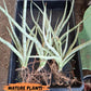 Sansevieria Narin | Imported Plants | Rare Hybrid Species