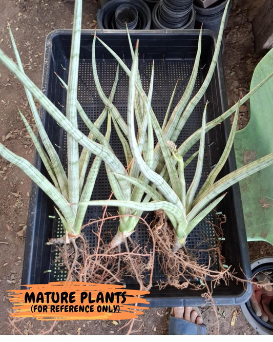 Sansevieria Narin | Imported Plants | Rare Hybrid Species