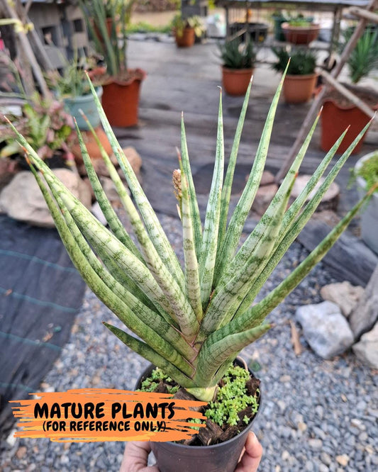 Sansevieria Blue Torch (PH17) | Imported Plants | Rare Hybrid Species