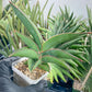 Sansevieria Robusta Blue (#H23) | Imported Plants | Rare Hybrid Species