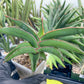 Sansevieria Robusta Blue (#H23) | Imported Plants | Rare Hybrid Species
