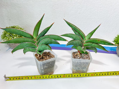 Sansevieria Robusta Blue (#H23) | Imported Plants | Rare Hybrid Species