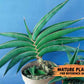 Sansevieria Robusta Blue | Imported Plants | Rare Hybrid Species
