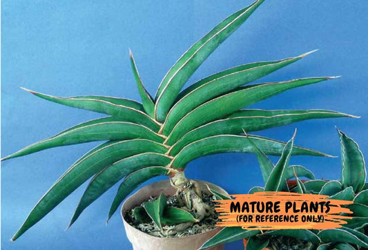 Sansevieria Robusta Blue | Imported Plants | Rare Hybrid Species