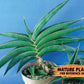 Sansevieria Robusta Blue (#H23) | Seek Out a Truly Extraordinary Plant