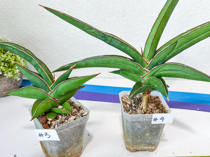 Sansevieria Robusta Blue | Imported Plants | Rare Hybrid Species