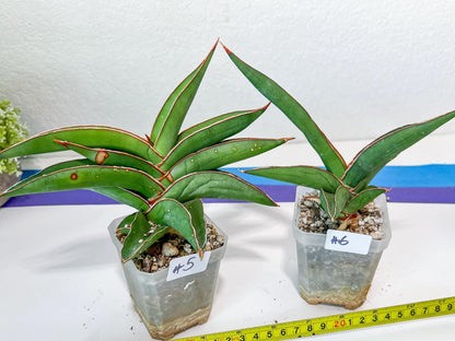 Sansevieria Robusta Blue | Imported Plants | Rare Hybrid Species