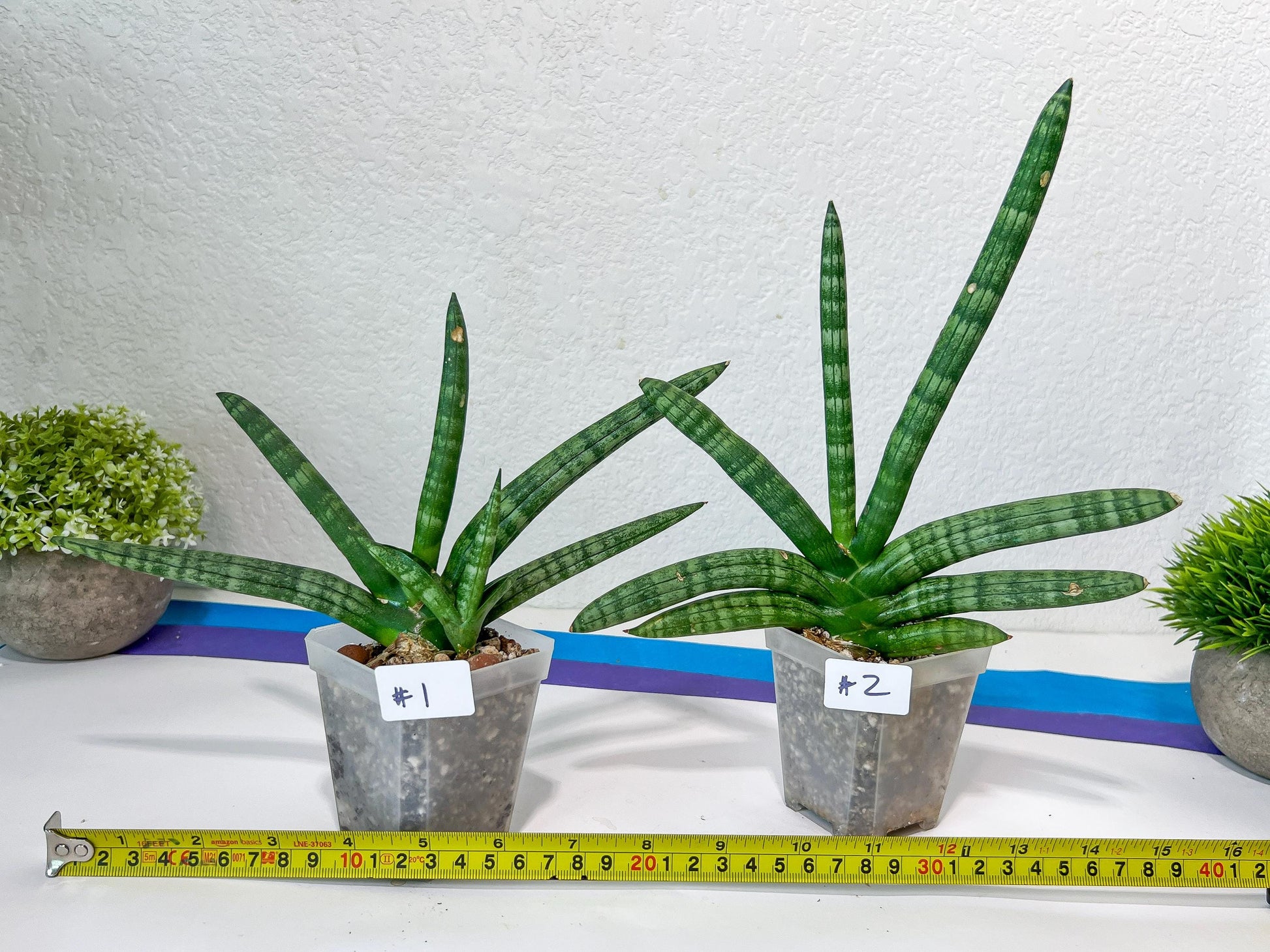 Sansevieria Cylindrica Boncel | Choose Your Extraordinary Plant