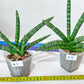 Sansevieria Cylindrica Boncel | Choose Your Extraordinary Plant