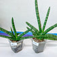 Sansevieria Cylindrica Boncel | Choose Your Extraordinary Plant