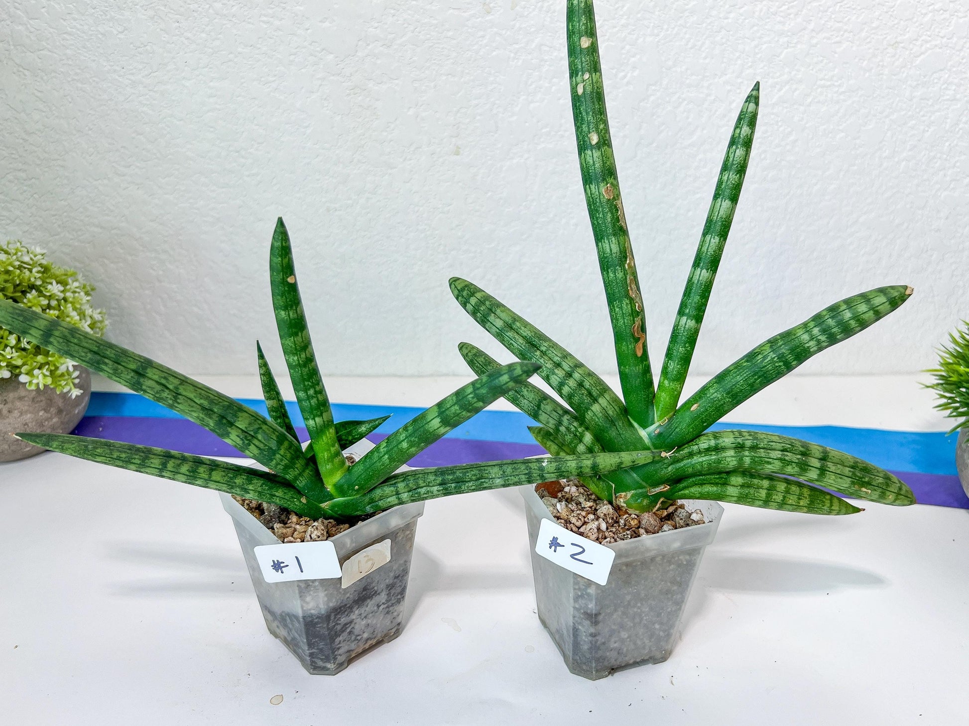 Sansevieria Cylindrica Boncel | Choose Your Extraordinary Plant